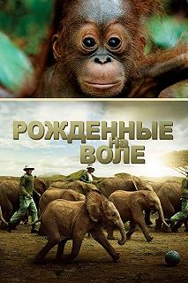 Постер Рожденные на воле (Born to Be Wild)